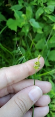 Carex cephalophora