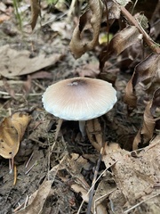 Lepiota rubrotinctoides