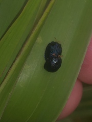 Hemisphaerota cyanea