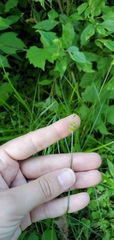 Carex cephalophora