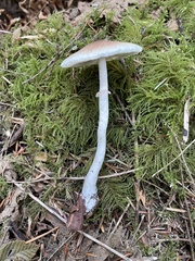 Lepiota rubrotinctoides