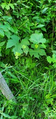 Carex cephalophora