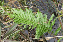 Blechnum minus