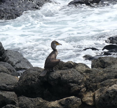 Phalacrocorax capillatus