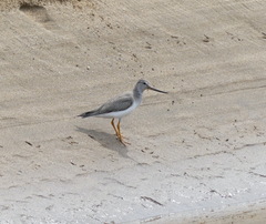 Xenus cinereus