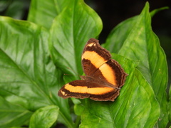 Yoma sabina