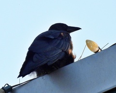 Corvus brachyrhynchos