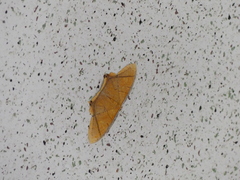 Thinopteryx crocoptera