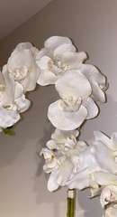 Phalaenopsis