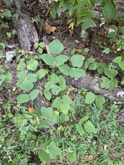 Pueraria montana