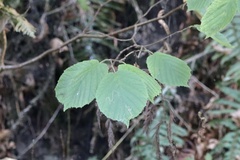 Corylus avellana