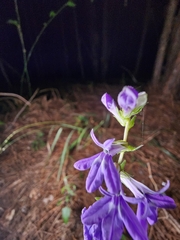 Lobelia puberula