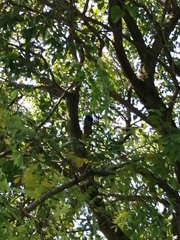 Sciurus yucatanensis