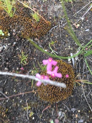 Utricularia multifida
