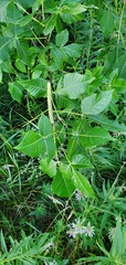 Ptelea trifoliata