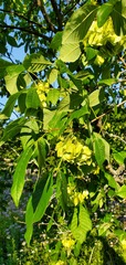 Ptelea trifoliata