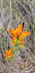 Castilleja glandulosa