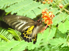 Troides minos