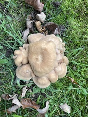Lyophyllum