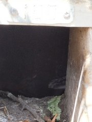 Eudyptula minor albosignata