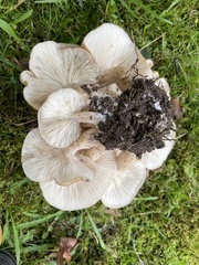 Lyophyllum