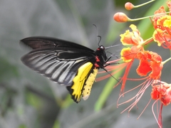 Troides minos