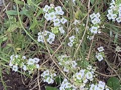 Lobularia