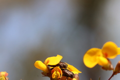 Diphucrania acuducta
