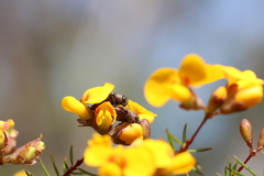 Diphucrania acuducta