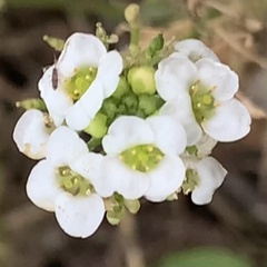 Lobularia