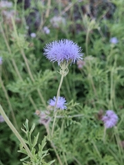 Conoclinium dissectum