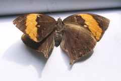 Amathuxidia amythaon