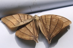 Amathuxidia amythaon