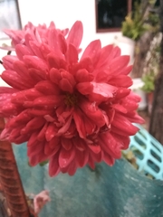 Chrysanthemum morifolium