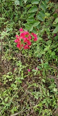 Bougainvillea
