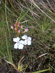 Isotoma hypocrateriformis