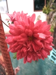 Chrysanthemum morifolium