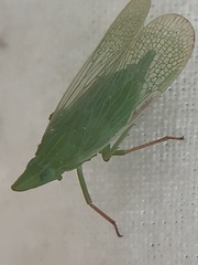 Rhynchomitra