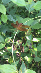 Neurothemis fulvia