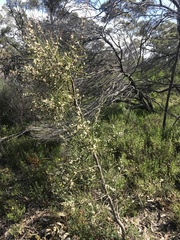 Hakea carinata