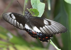 Papilio aegeus