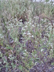 Parthenium