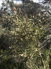 Hakea carinata