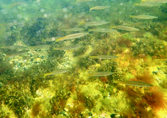Dinolestes lewini