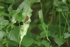 Ypthima baldus