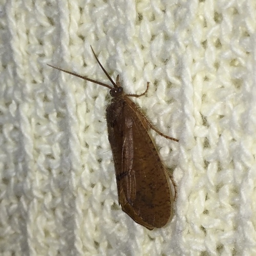 Phryganeidae