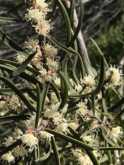 Hakea carinata