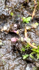 Utricularia striatula