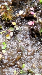 Utricularia striatula