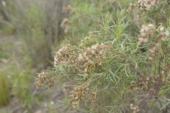 Acanthostyles buniifolius